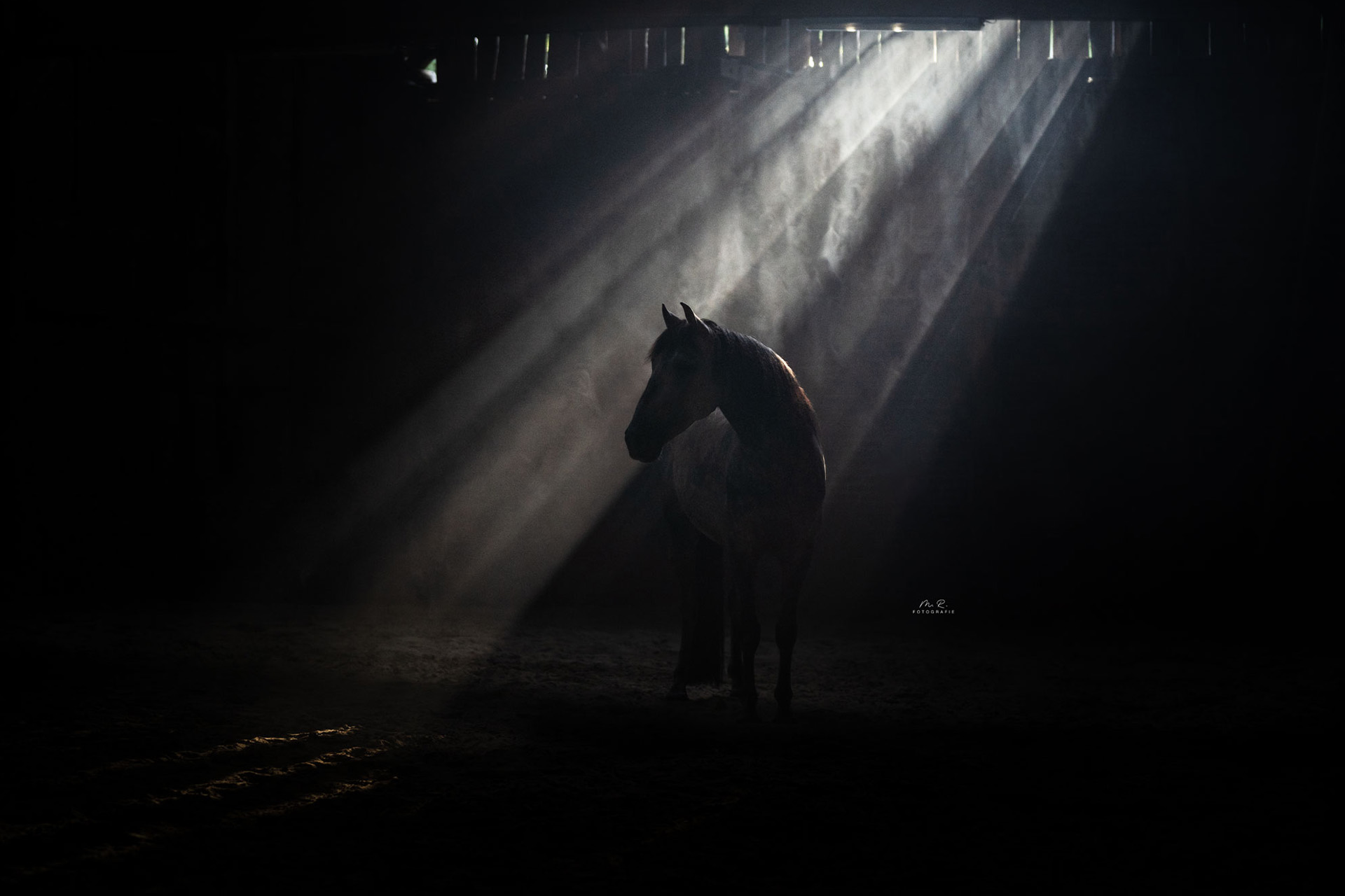 Pferd im Nebel, entstanden im August 2023 beim Portfoliotag von Janine Ulbrich